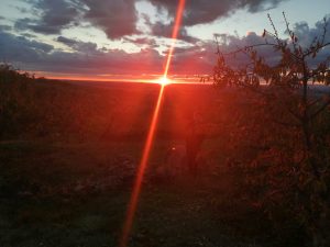 IMG_20201103_181624-300x225
